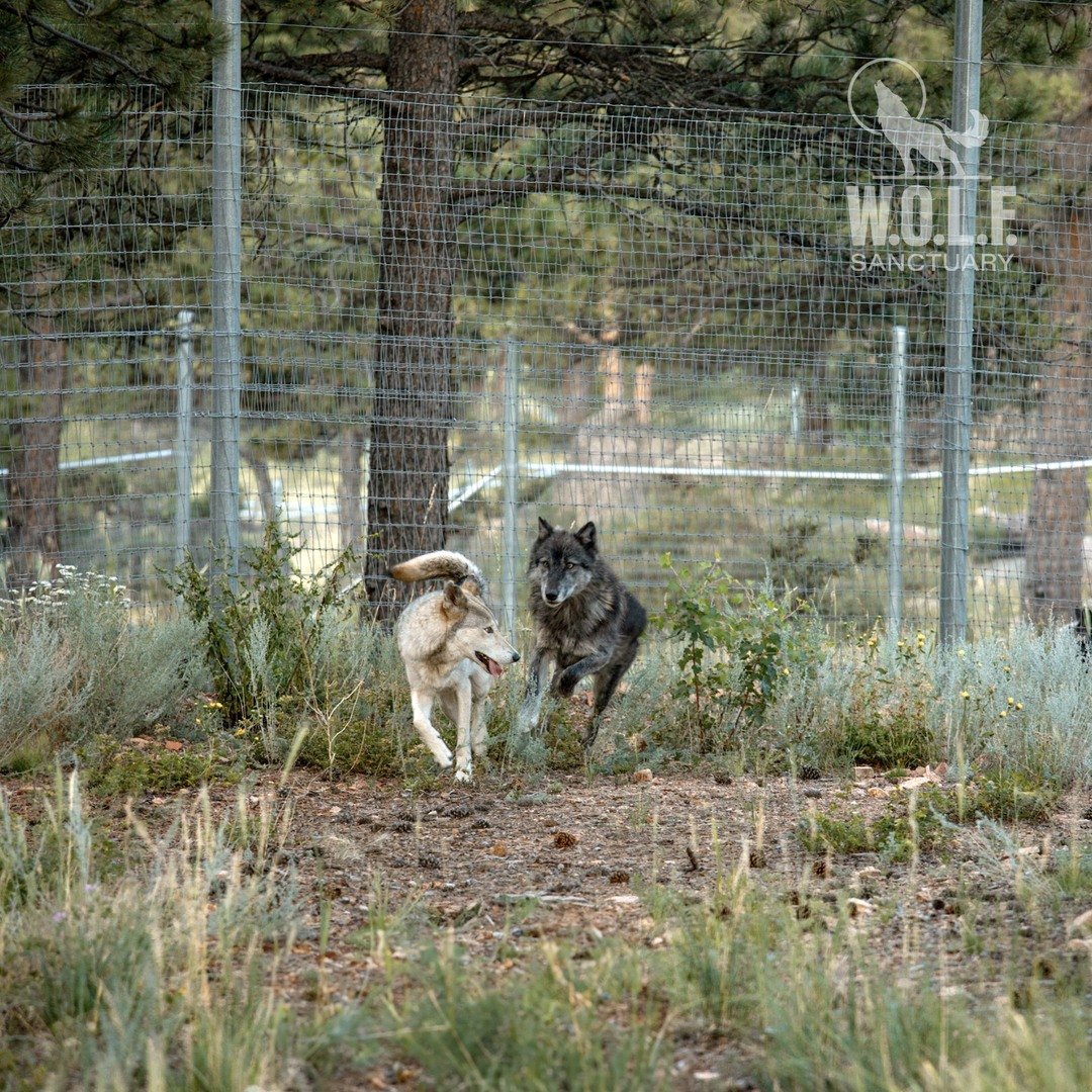 Highway Wolf Spotlights W.O.L.F. Sanctuary: Where Wolves Find a Place to Belong
