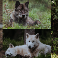 Highway Wolf Supports Wolf Hollow and Their Mission to Protect Wolves