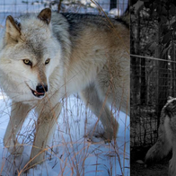 Changing Perceptions: Highway Wolf Shines Light on Howling Woods Farm