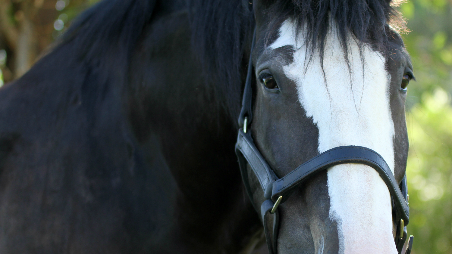USA CLYDESDALE PRESERVATION FOUNDATION Clydesdale Horse