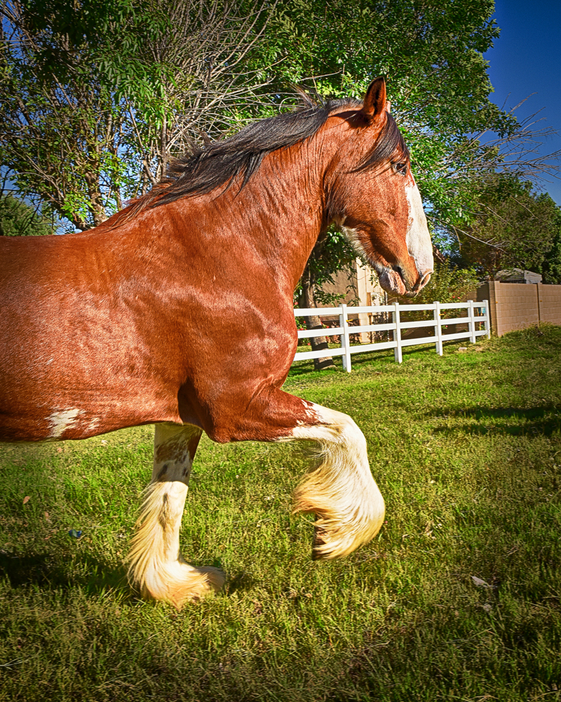 Clydesdale Gallery clydesdale2
