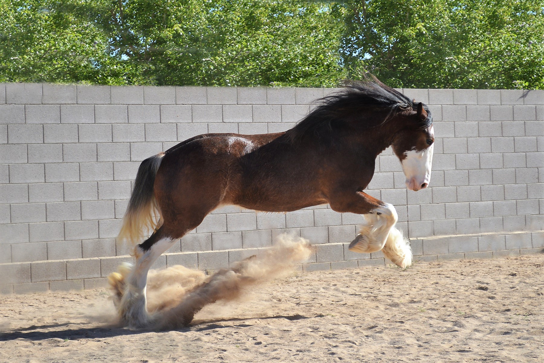 USA CLYDESDALE PRESERVATION FOUNDATION Clydesdale Horse