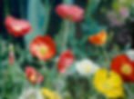 Poppy Field (SOLD)