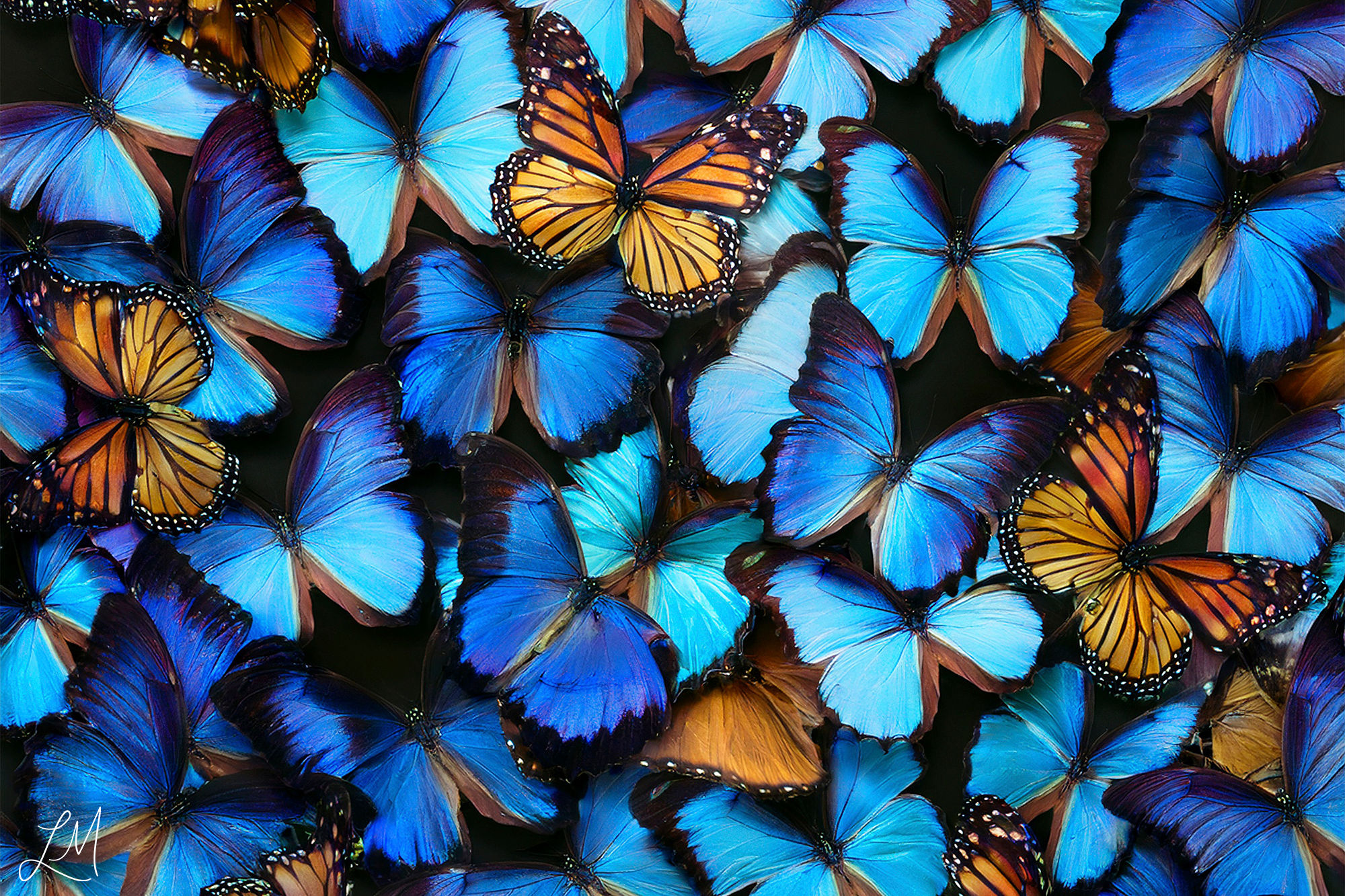 Poetry Of Colour