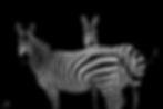 Looking At You Zebras