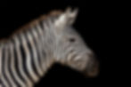 Zebra Left