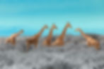 Meeting Of Giraffes