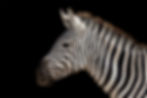 Zebra Right