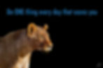 Wise Lioness