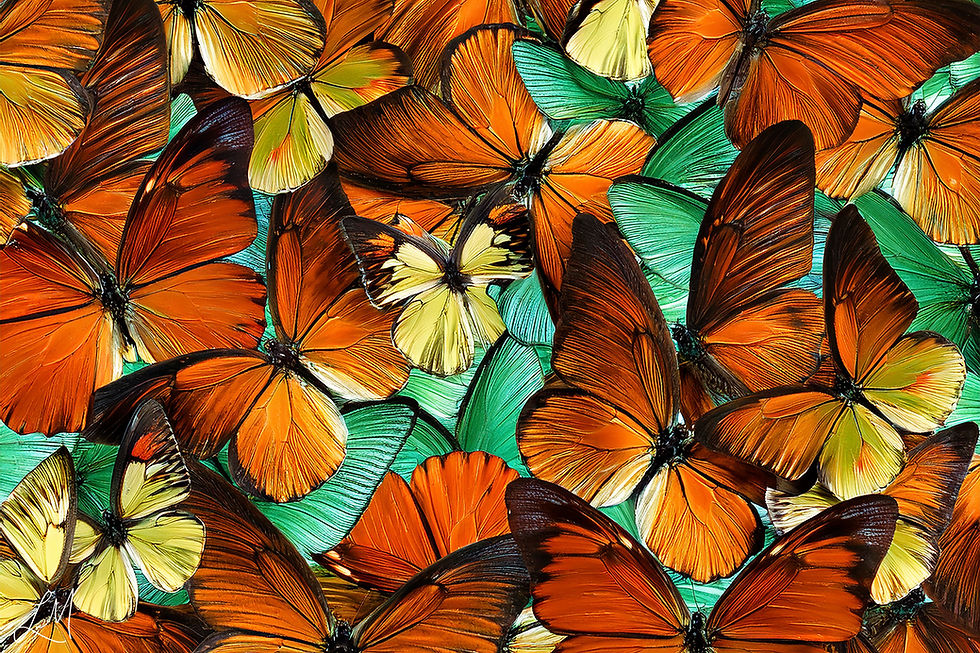 Flutter And Glow