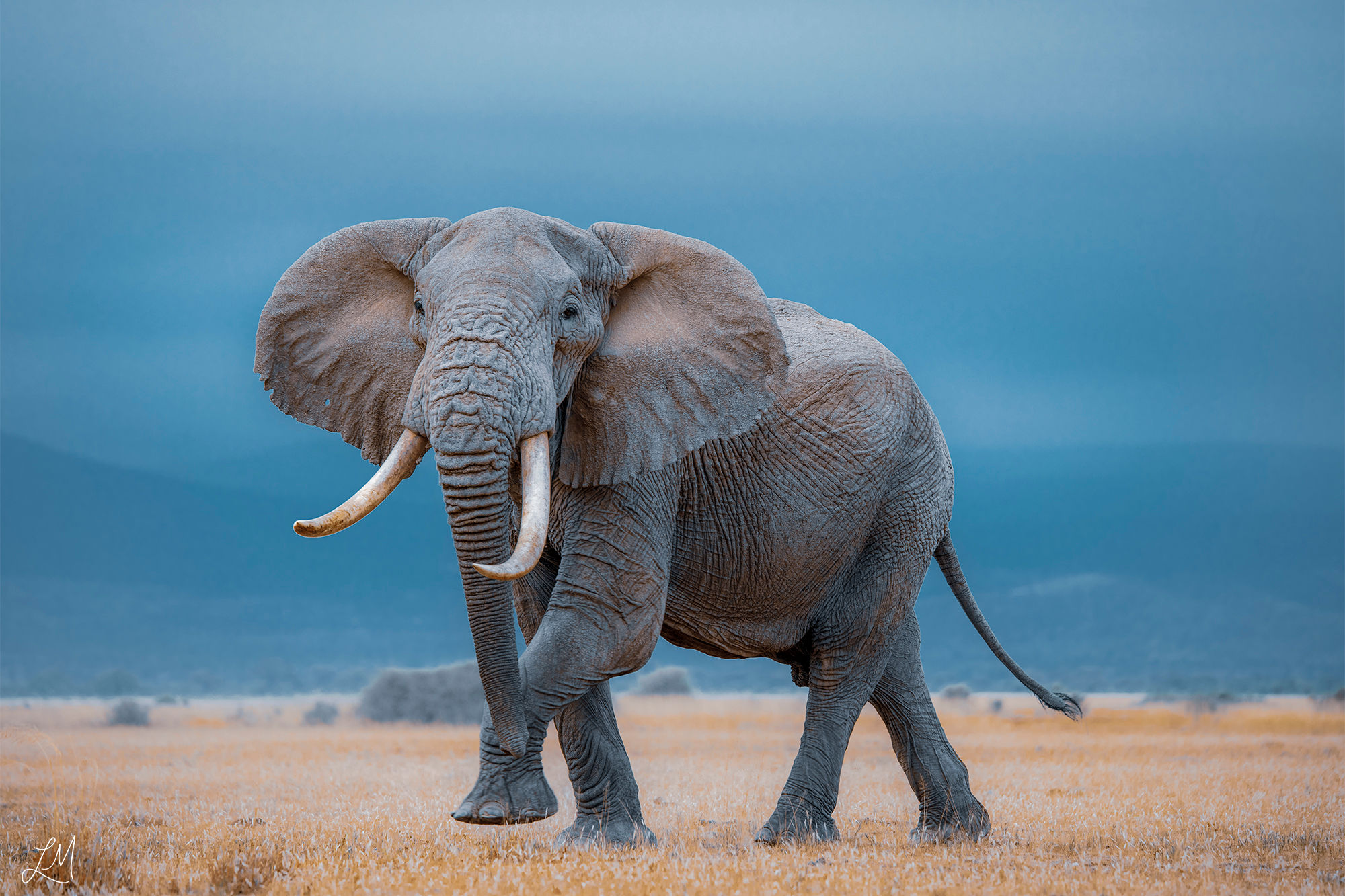 Gentle Giant