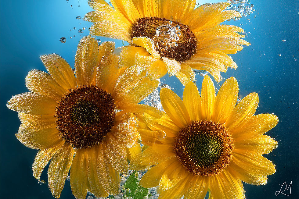 Thumbnail: Petals In The Sun