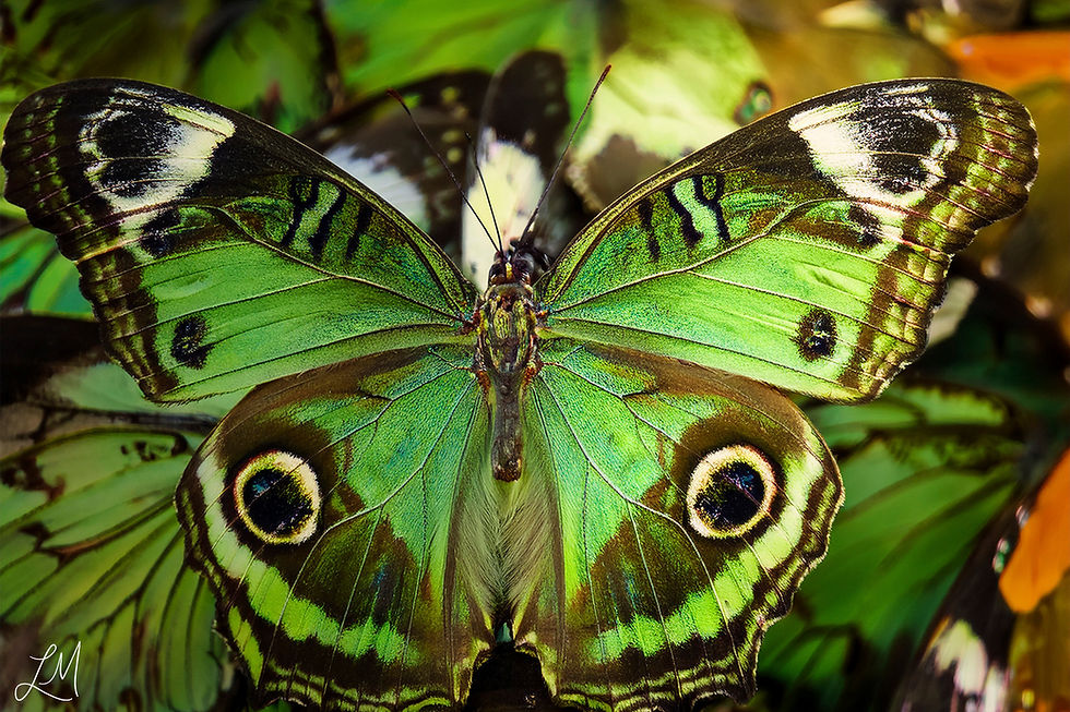 Peacock Butterfly
