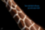 Giraffes Neck