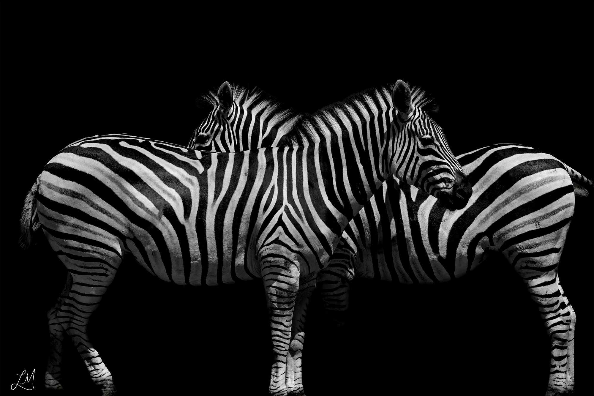 Double Zebras