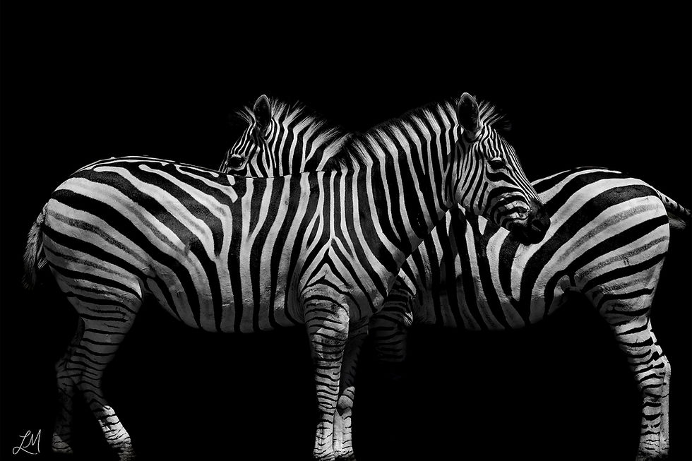 Double Zebras