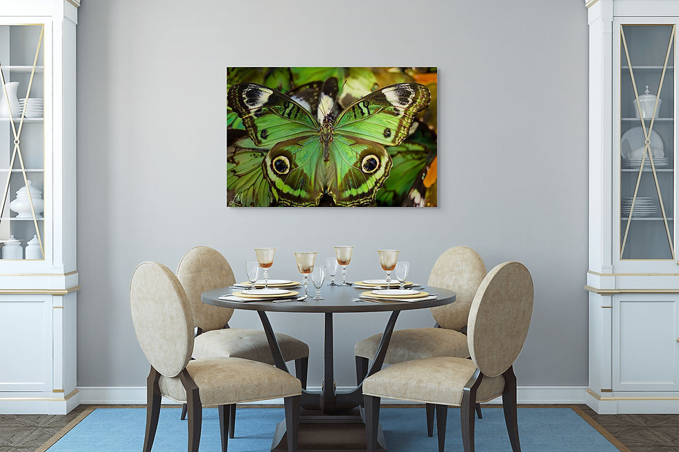 Peacock Butterfly