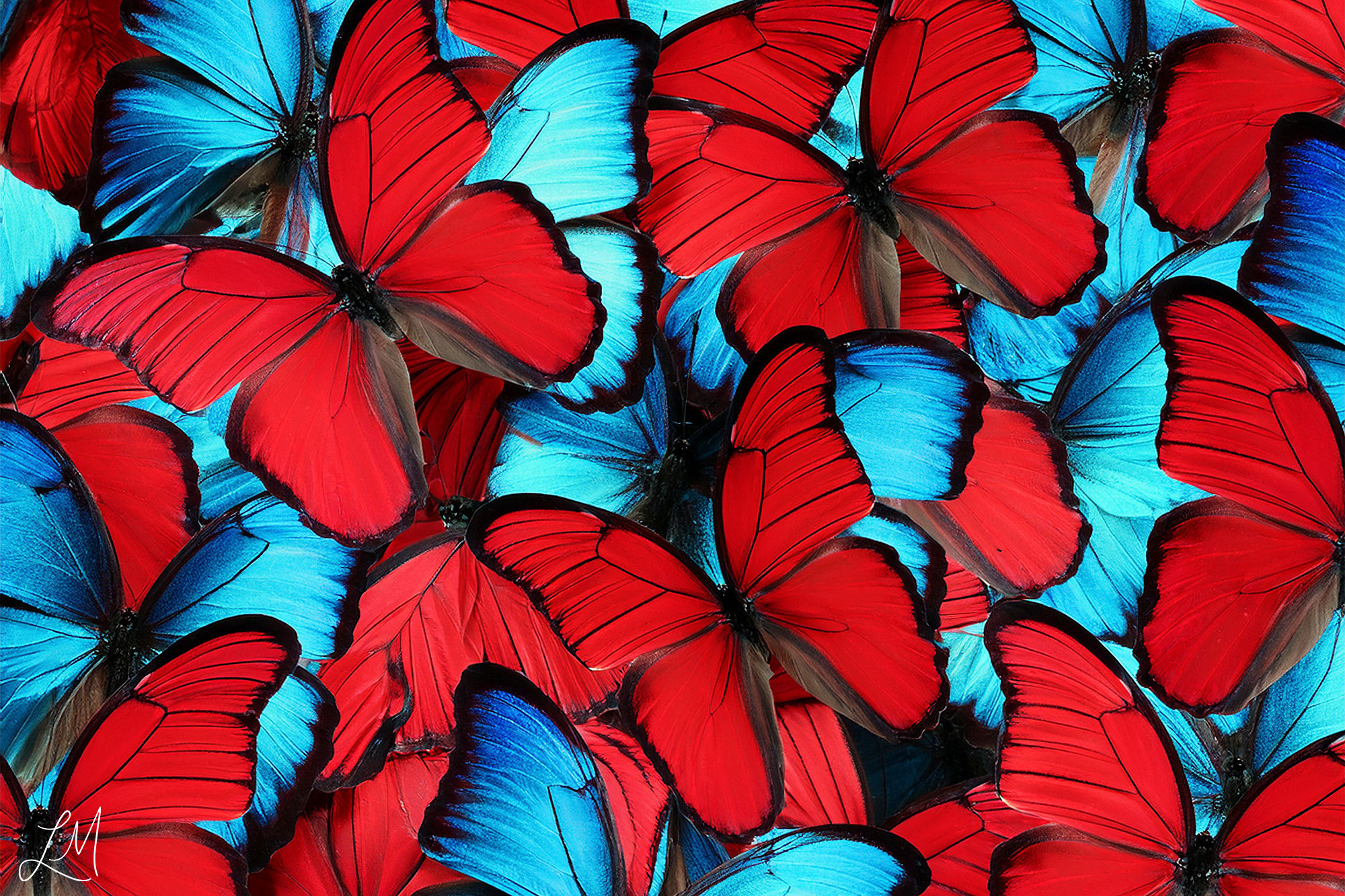 Wings Of Wonder