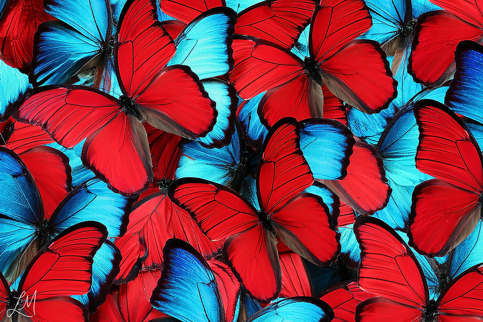 Wings Of Wonder