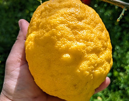 Procida 'Bread' Lemon