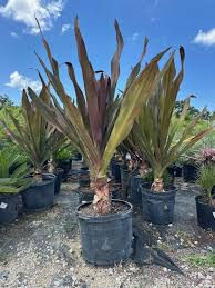 Thumbnail: red crinum lily