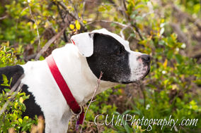Pet Photography