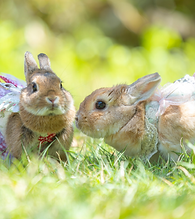 アニマルハートガーディアン協会