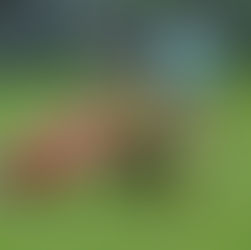 Víkendové zápasy mědvědů