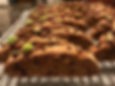 Pistachio Chocolate Chip Cherry