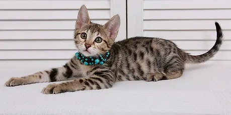 kupit kotenka porody serengeti