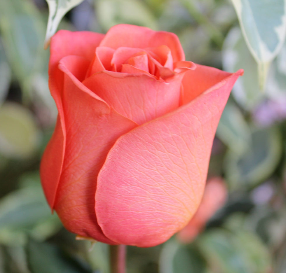 Thumbnail: Roses with Baby's Breath on Beer Mug Vase