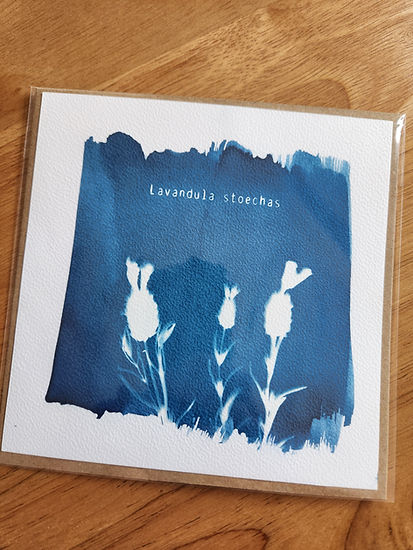 carte cyanotype botanique (10).jpg