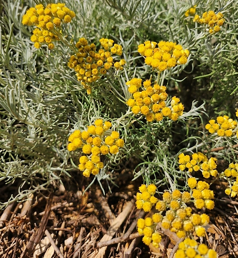 immortelle corse