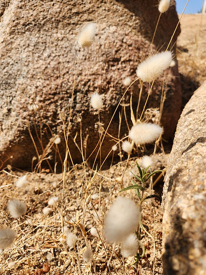 lagurus