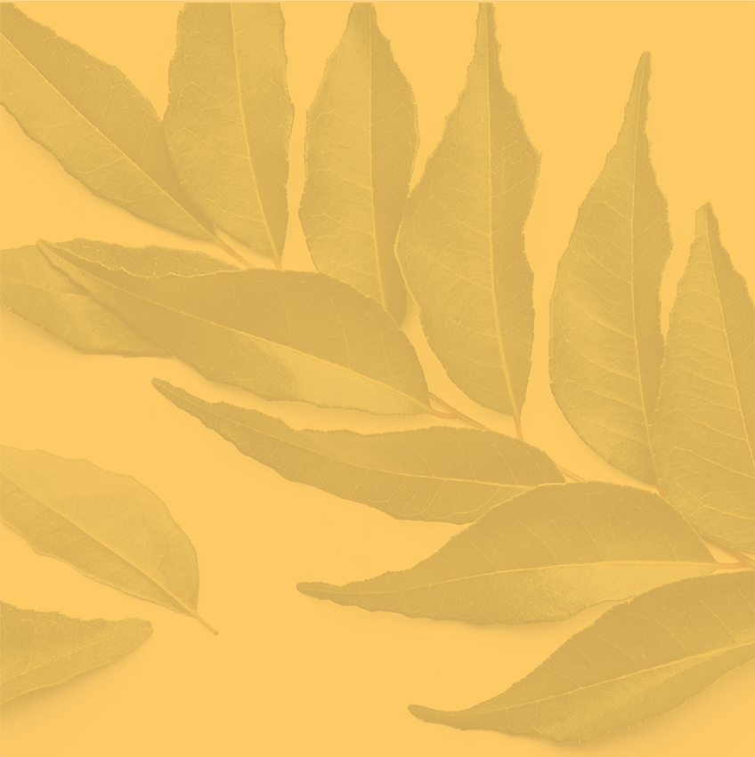 yellow-leaves_4x.png