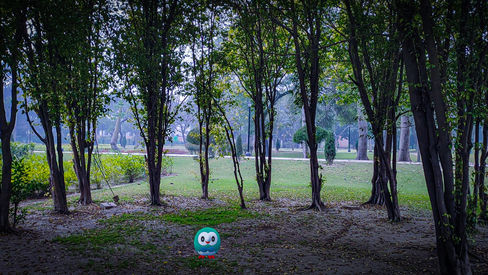 Rowlet AR Pic Challenge