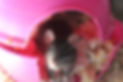 A Rat's Tail rat looking up from a pink igloo
