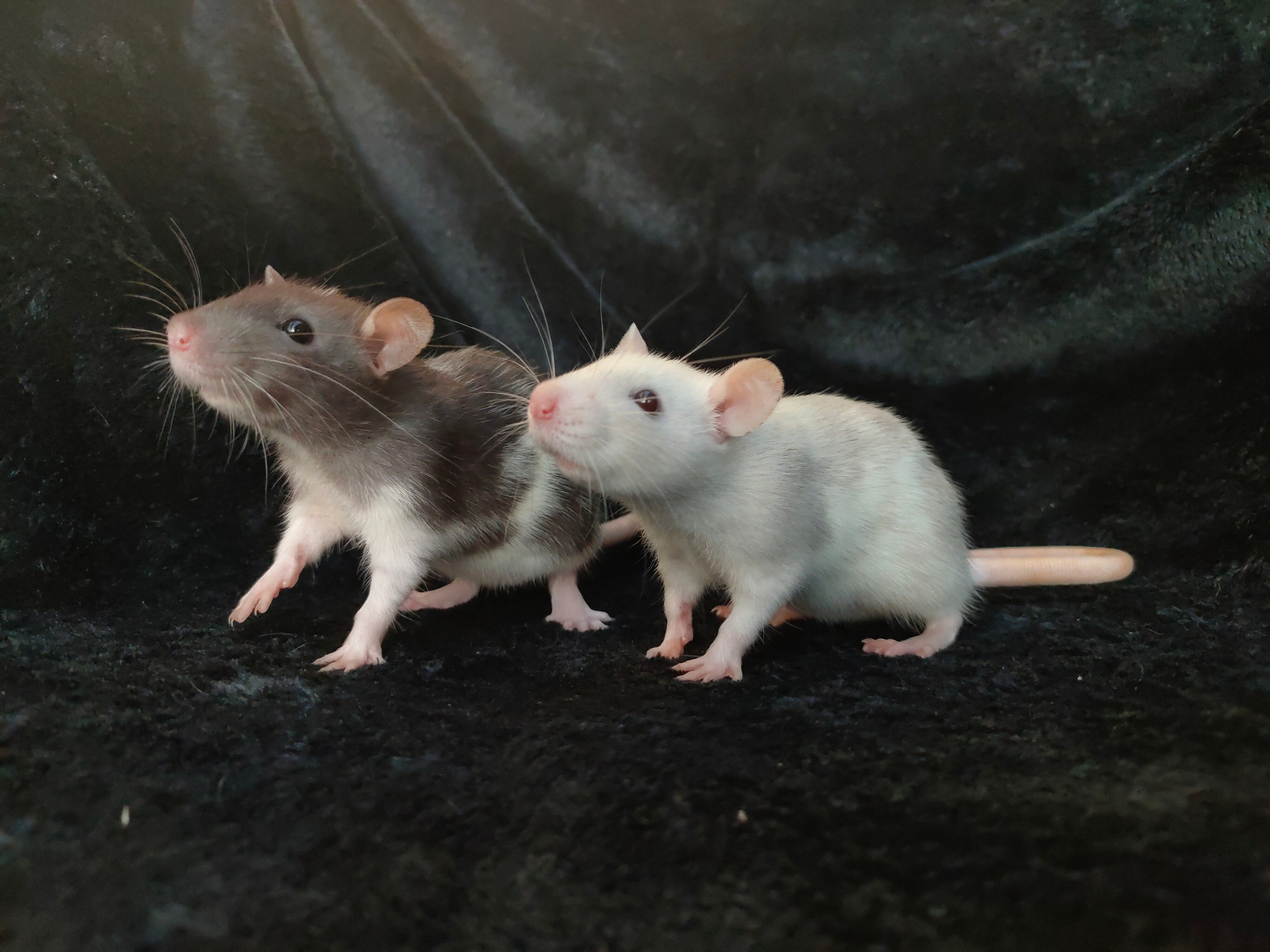 About A Rat's Tail ᘛ⁐̤ᕐᐷ