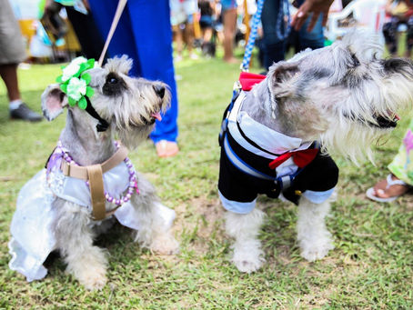 TC: no se puede prohibir mascotas ni el uso de ascensores para su traslado en edificios
