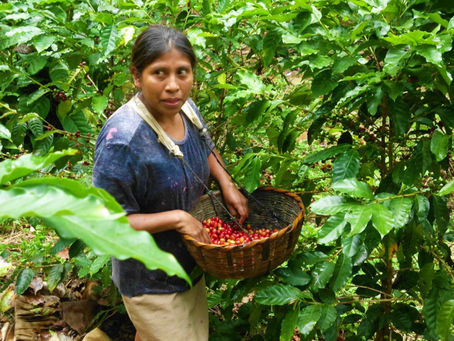 Región San Martín promoverá una mayor producción de café sostenible y competitivo