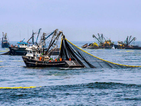 Pesca: publican proyecto de decreto que modifica reglamentos de leyes
