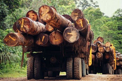 Perú fortalecerá sus acciones de control para la comercialización del cedro
