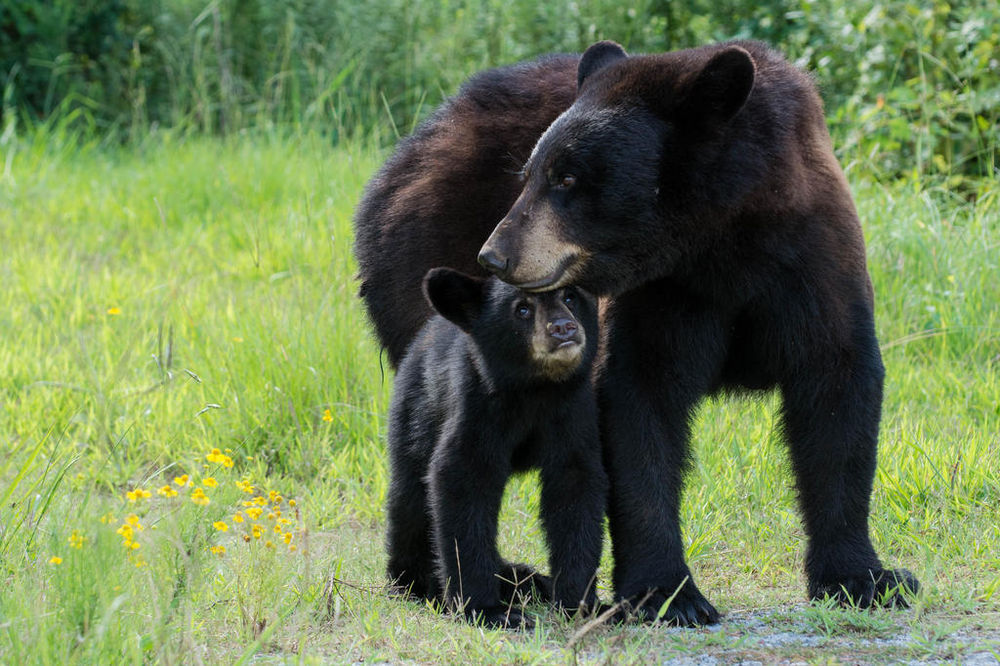 Black Bears in Ohio