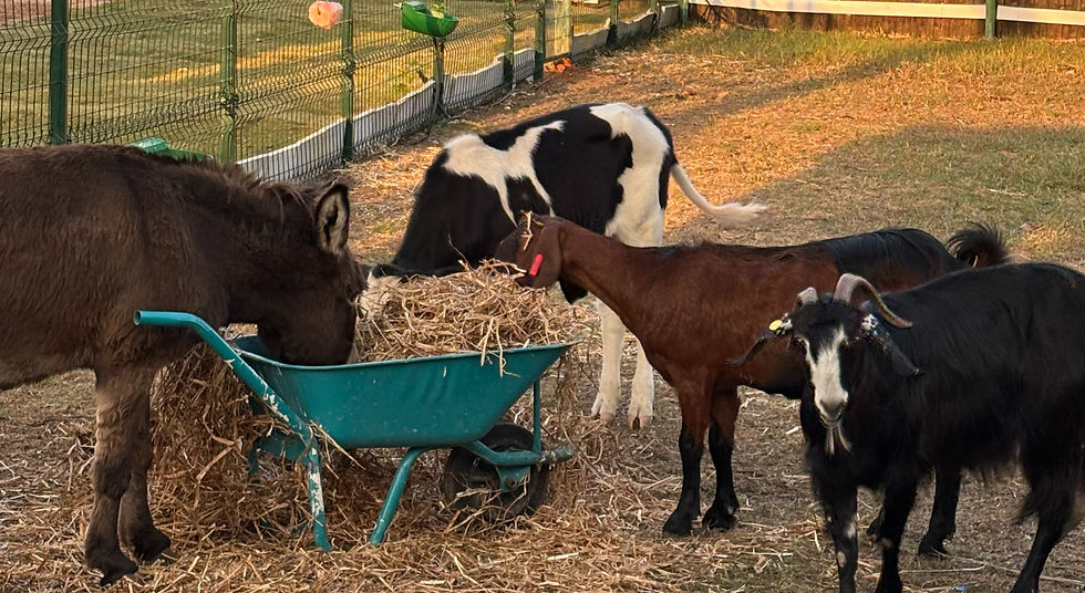 חינוך ביתי כפר טרומן