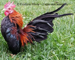 05 serama malais.jpg