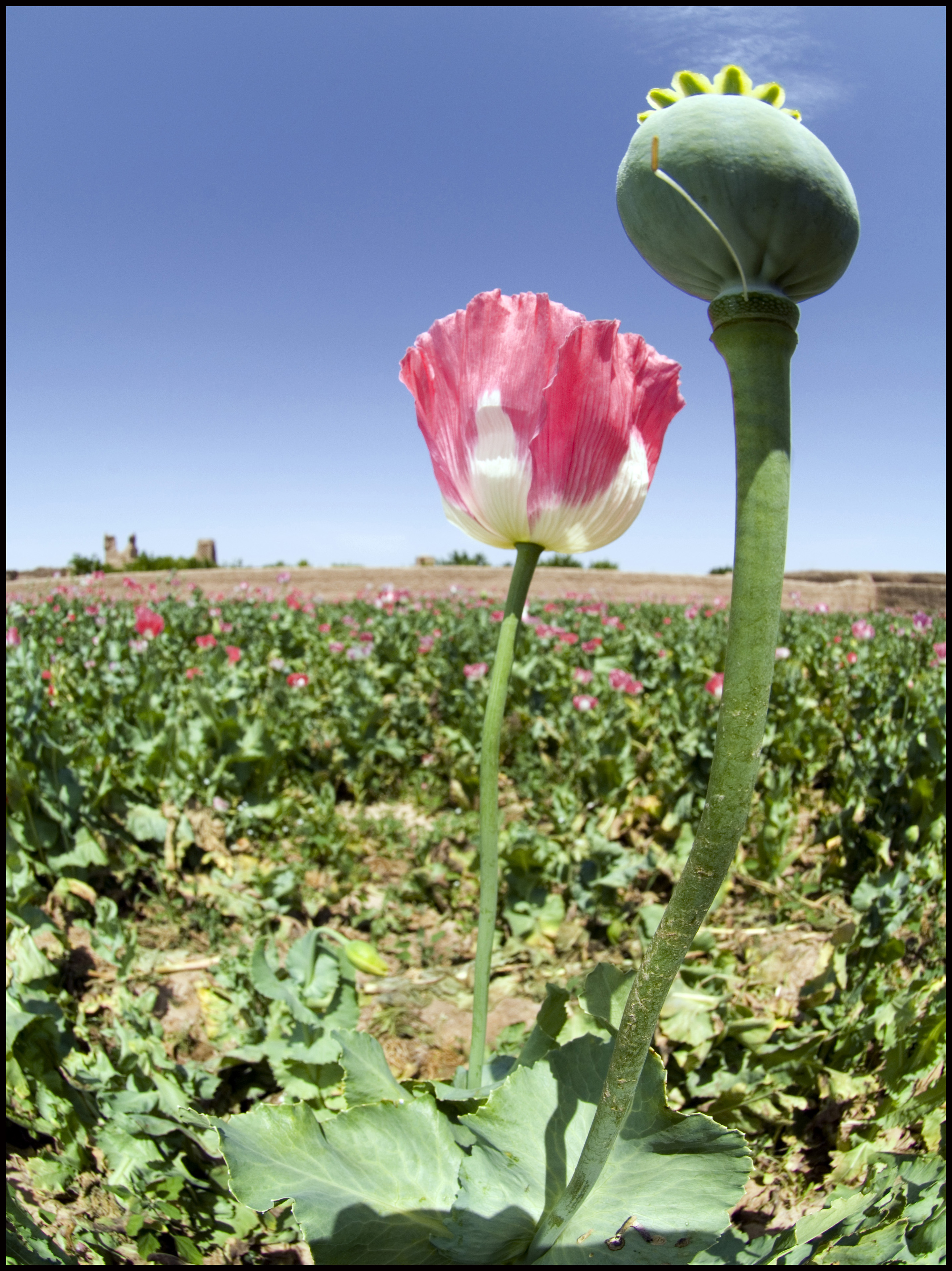 POPPY FIELD
