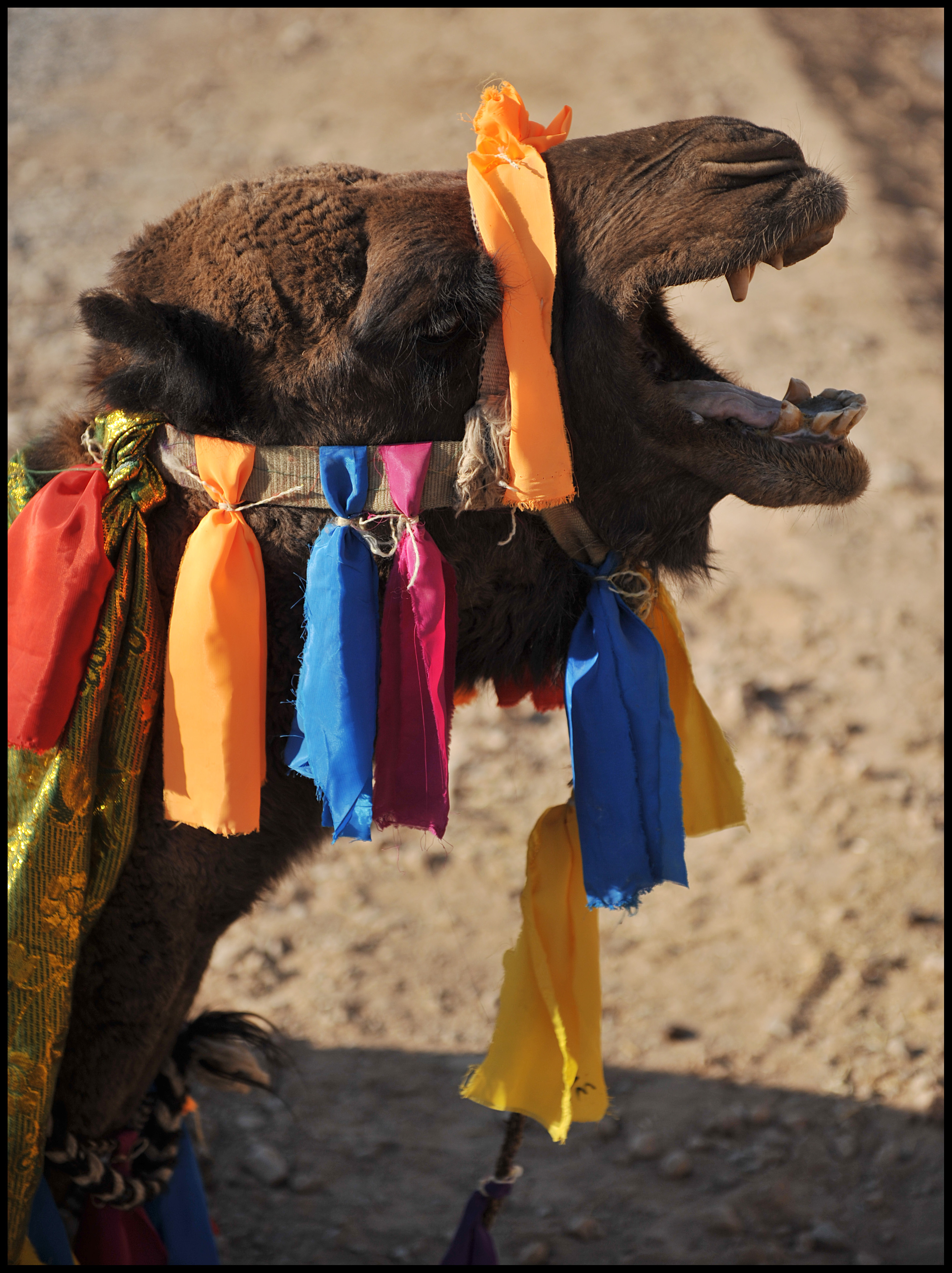 CAMEL