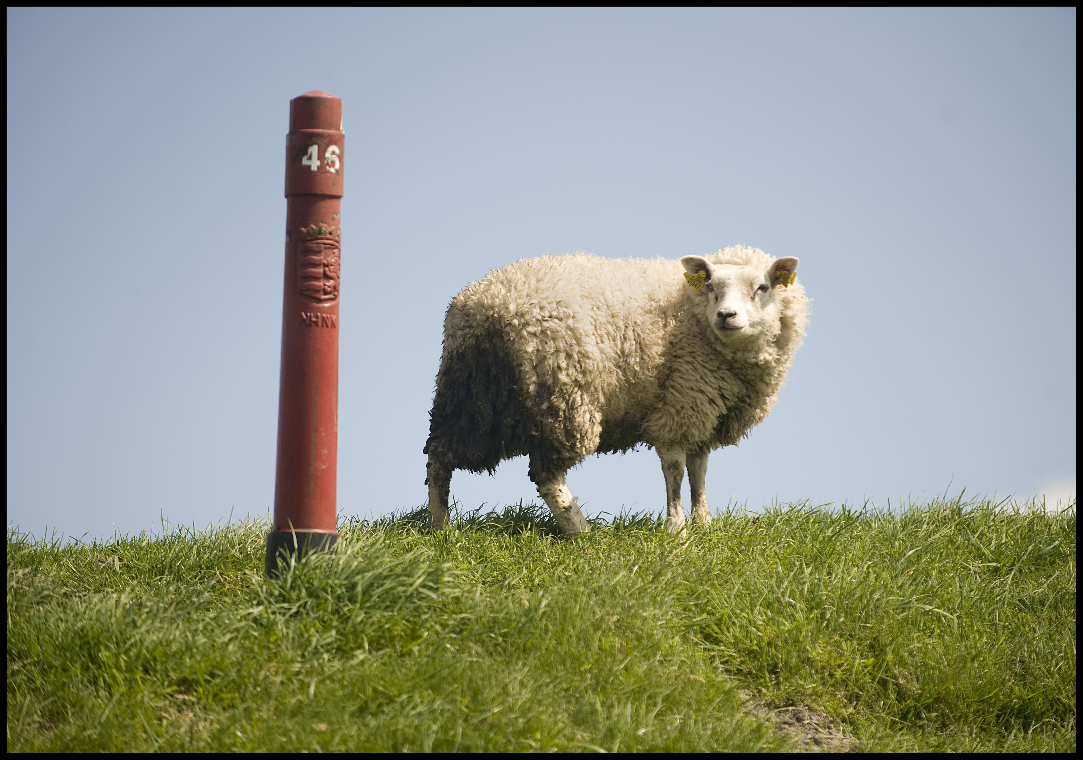 SHEEP