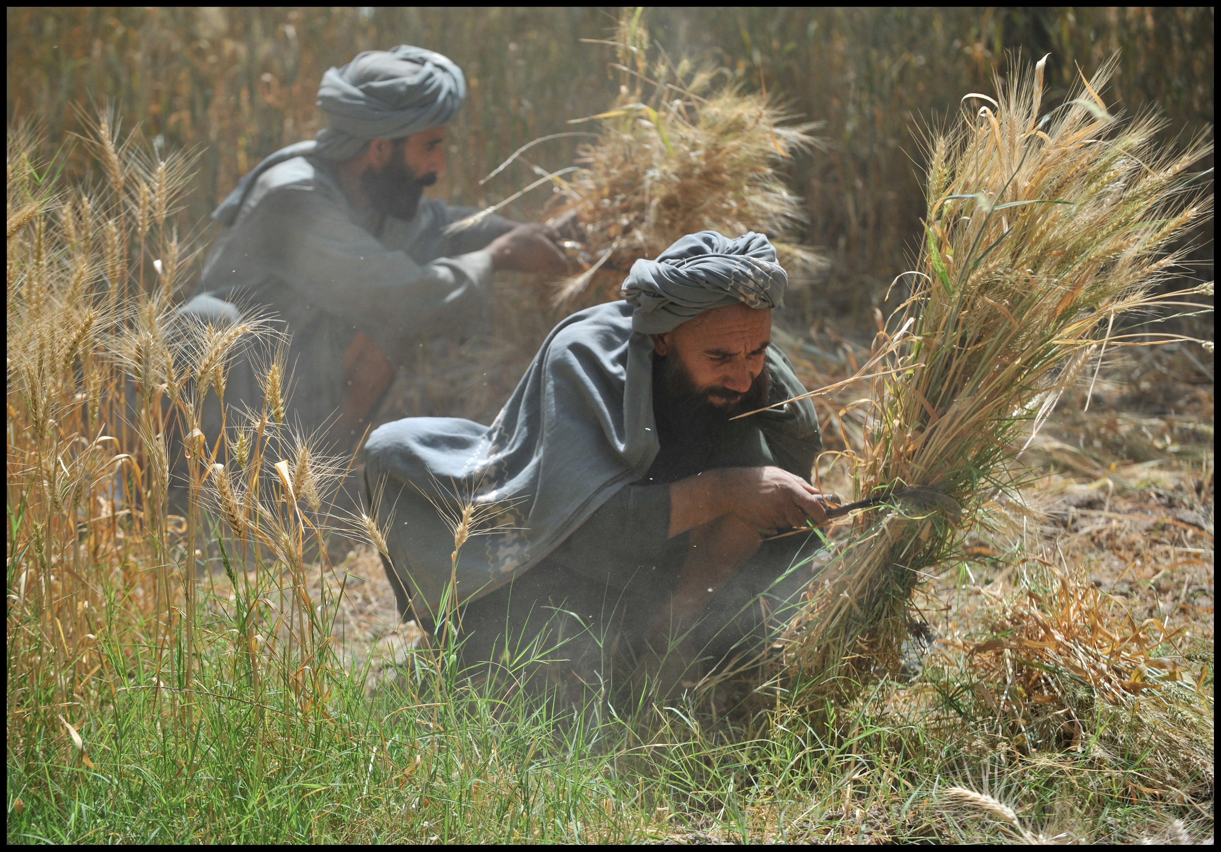 AFGHAN FARMERS