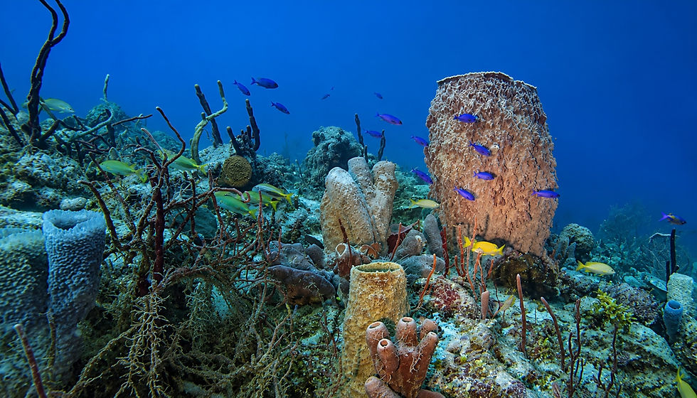 Huge barrel sponges and coral on a deeper reef in Mahahual